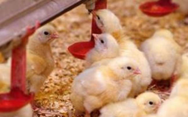 Imagen de una granja de pollos.