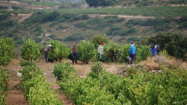LUKUAK busca reforzar la presencia y el uso del euskera en las bodegas y empresas de enoturismo.