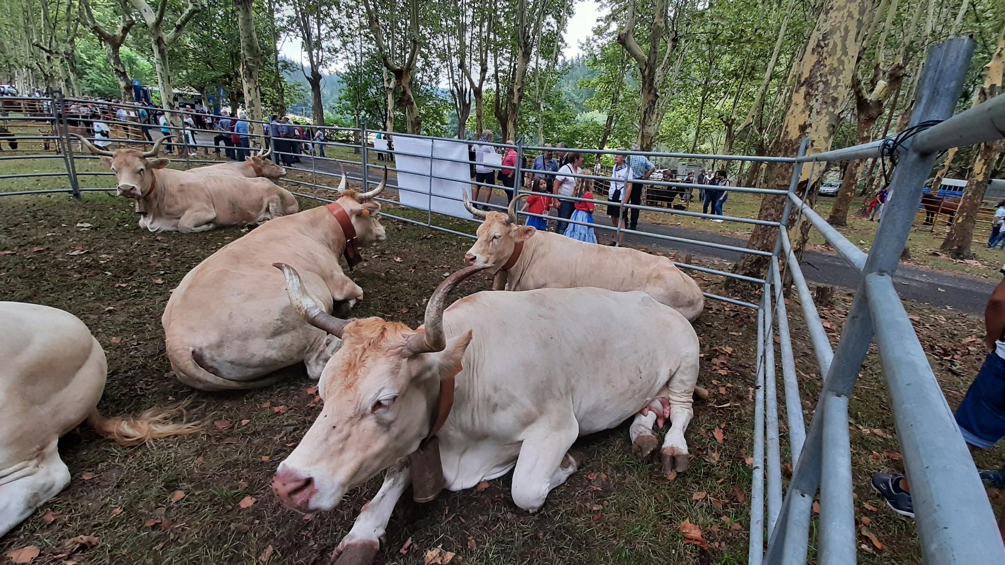 Feria ganadera de San Roque en Amurrio