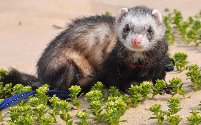 Durante sus paseos, los hurones pueden ensuciase mucho.