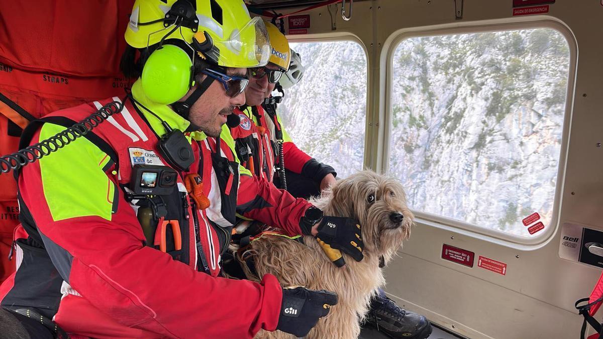 Personal de Emergencias con el animal.