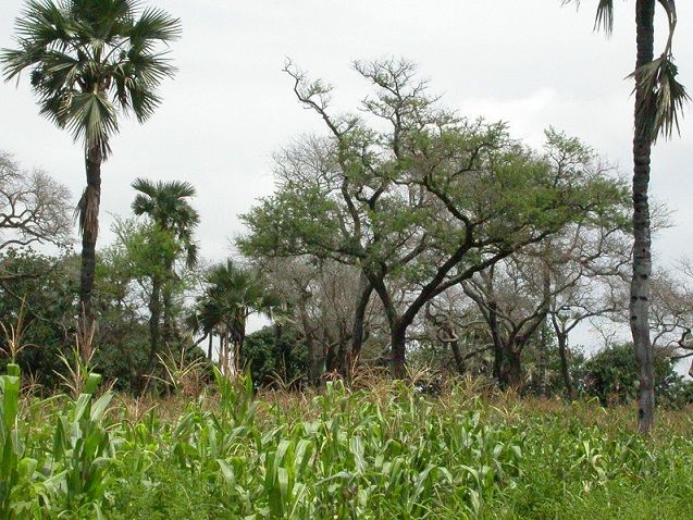 La agrosilvicultura es un sistema productivo que integra árboles, ganado y pastos en una misma unidad productiva.