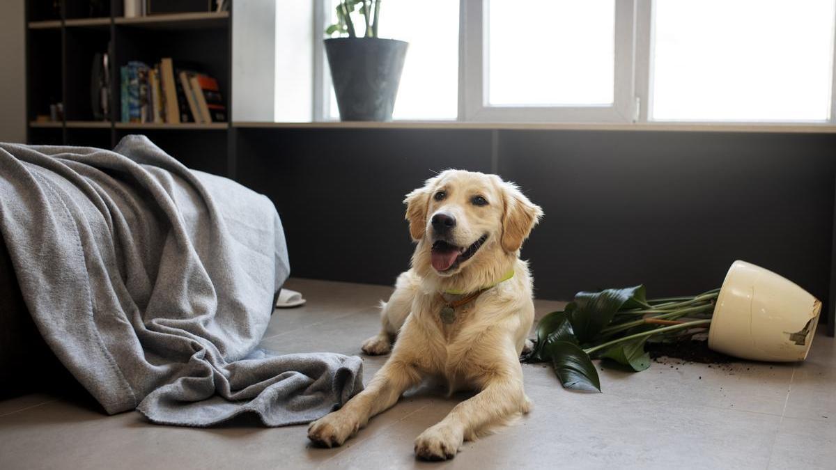 ¿Cuánto tiempo puede estar tu perro solo en casa?