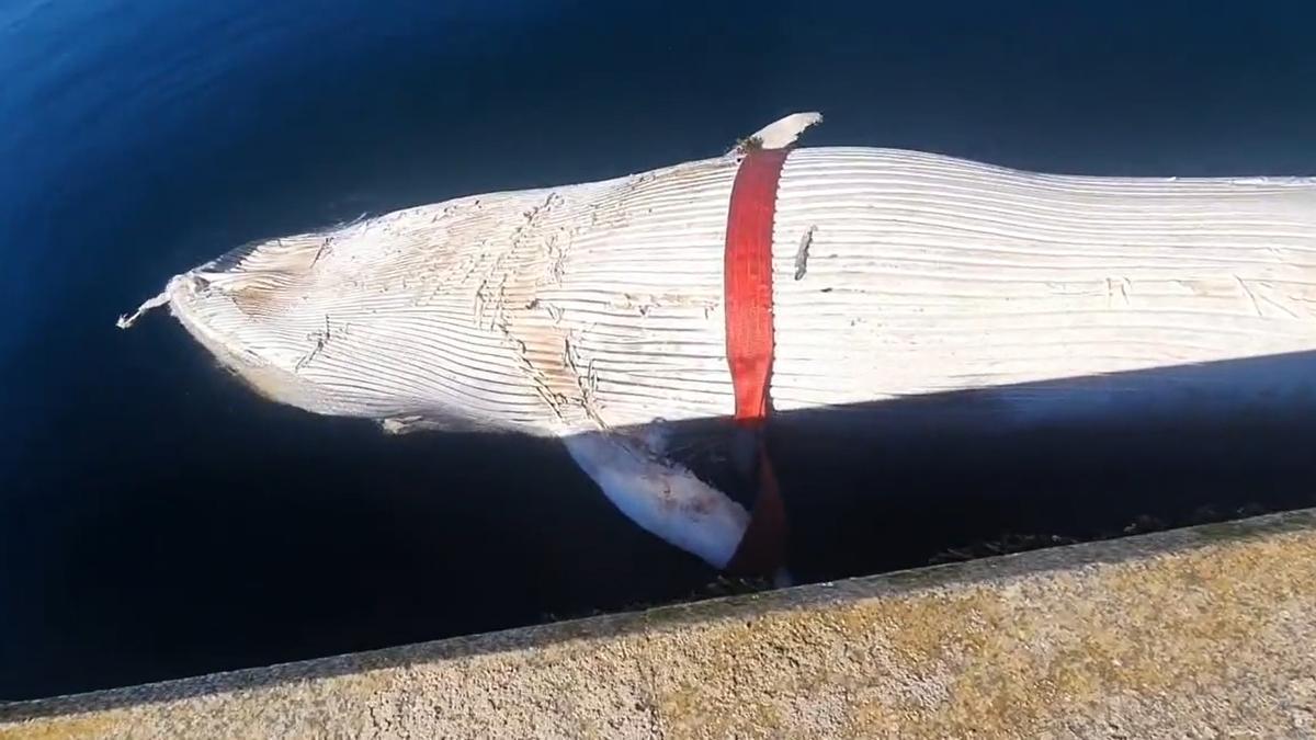 El cadáver de la ballena azul aparecido en la ría de Vigo.