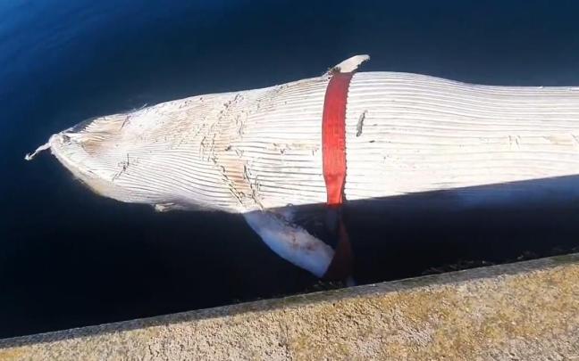 El cadáver de la ballena azul aparecido en la ría de Vigo.