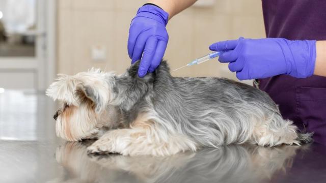 Imagen de archivo de un perro en el veterinario.