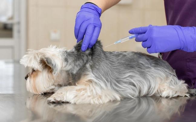 Imagen de archivo de un perro en el veterinario.
