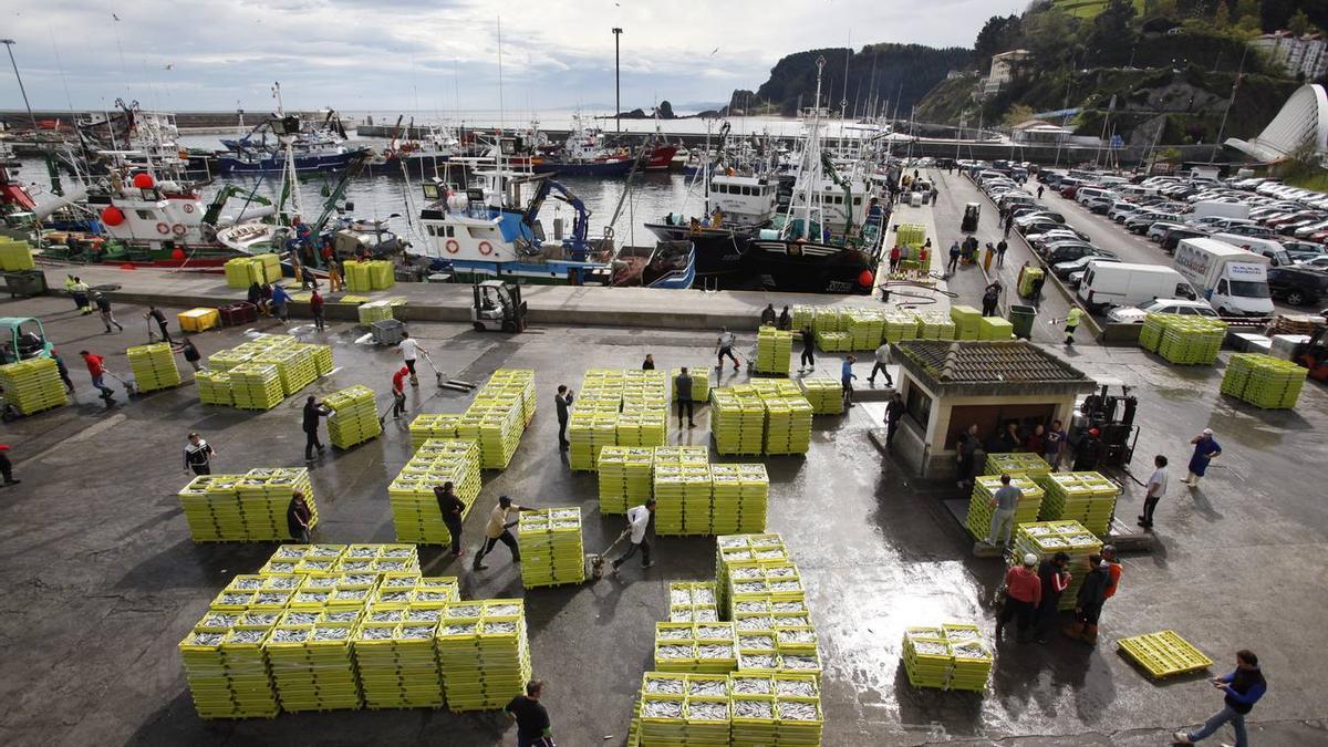 Descarga de anchoa en el puerto de Ondarroa.