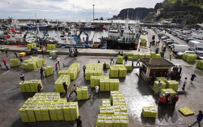 Descarga de anchoa en el puerto de Ondarroa.