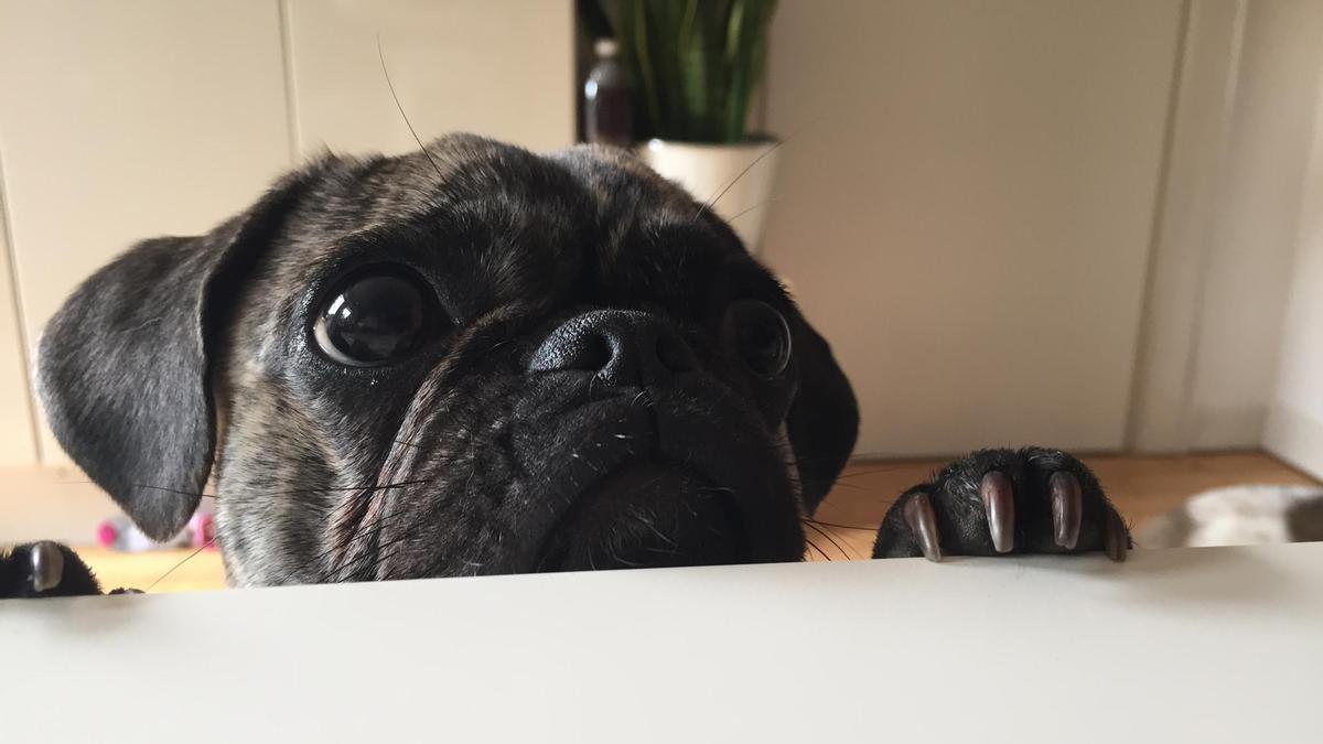 Cuando tu perro te mira fijamente es que quiere algo, generalmente una caricia o un mimo
