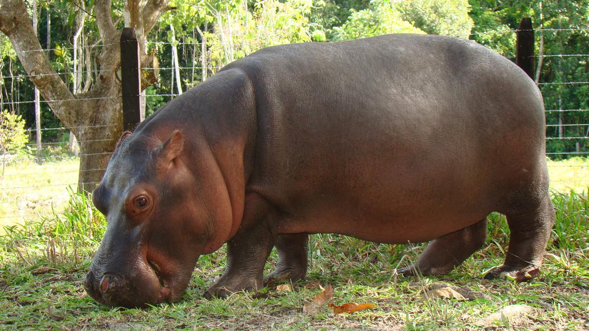 Vanessa, mascota del Parque Temático Hacienda Nápoles.