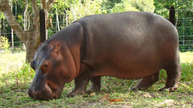 Vanessa, mascota del Parque Temático Hacienda Nápoles.