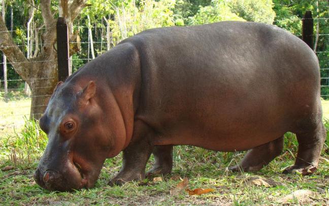 Vanessa, mascota del Parque Temático Hacienda Nápoles.