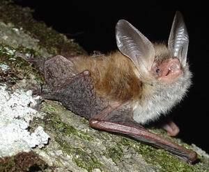 El trabajo documenta la presencia de 25 especies de murciélagos en Gipuzkoa, frente a las 31 existentes en la Península Ibérica.