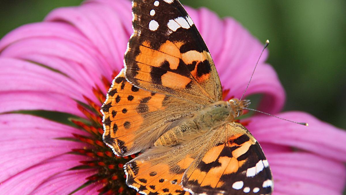 Uan vanesa cardera sobre una flor de 'Echinacea purpurea'.