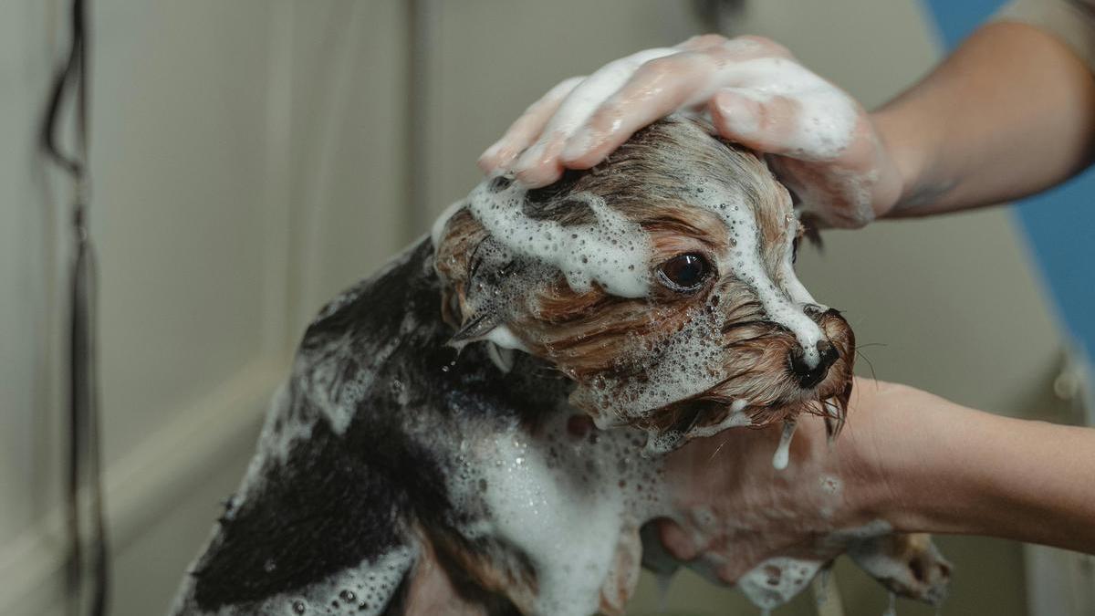 Dueña baña a su perro