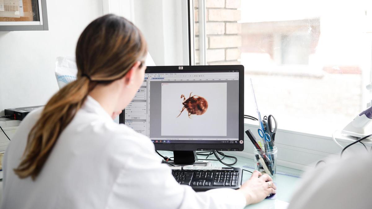 Una investigadora analiza una garrapata en un laboratorio a las afueras de París.