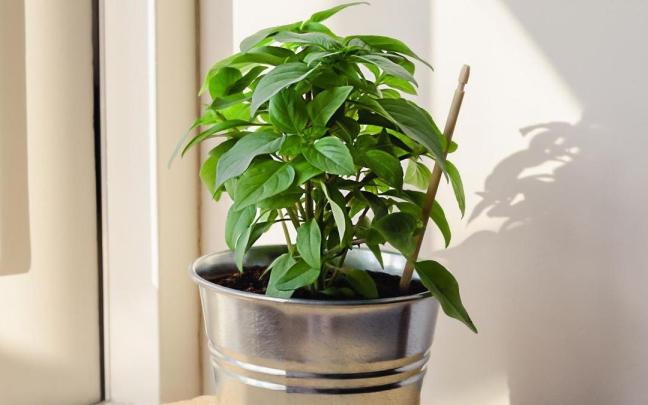 Una maceta con albahaca. / Freepik Una maceta con albahaca.