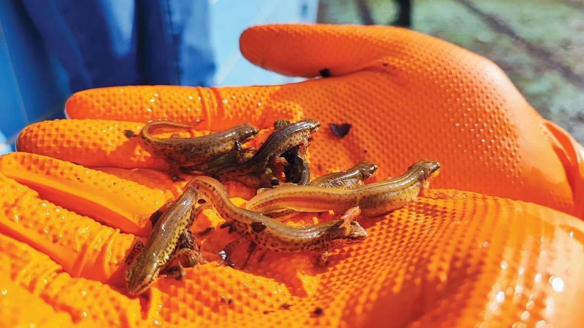 Crías de anfibios rescatados por Muskerrak en piscinas de Okondo