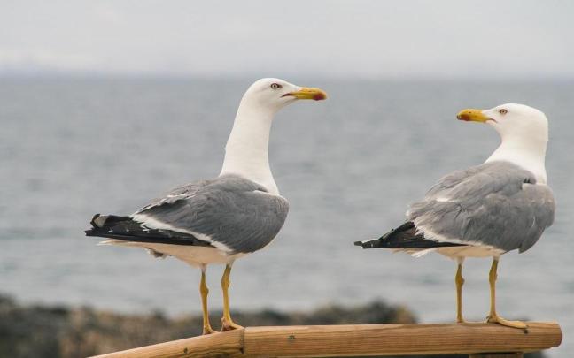 Dos gaviotas en una ciudad costera.