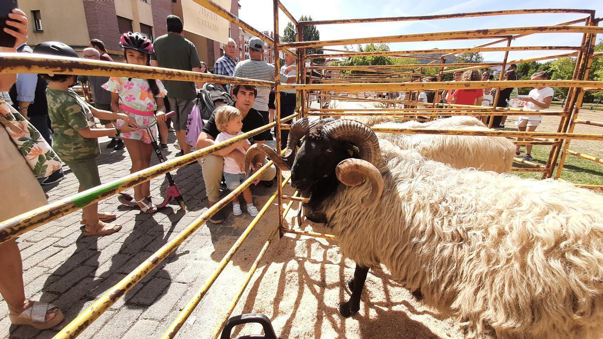 Corrales del certamen de ovejas latxas en una pasada edición