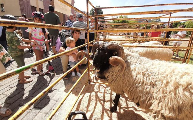 Corrales del certamen de ovejas latxas en una pasada edición