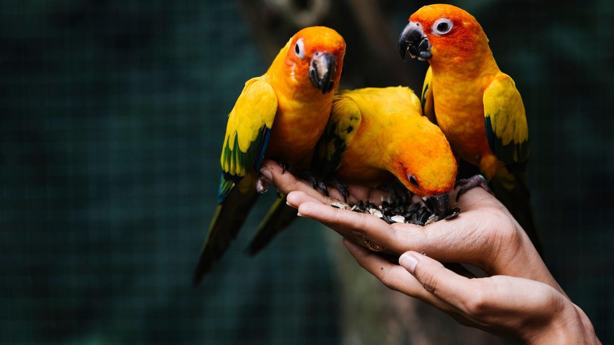 Manos sosteniendo a tres loros anaranjados.