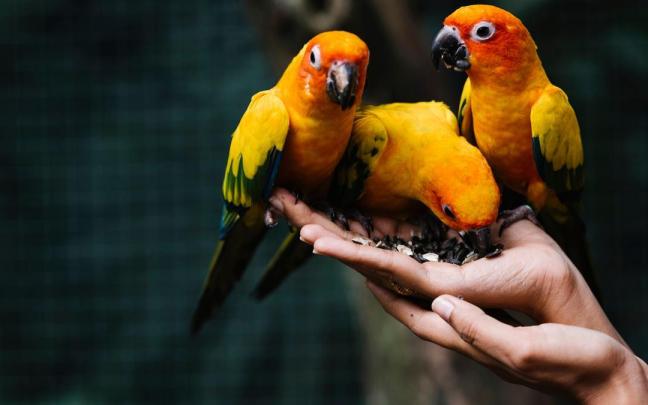 Manos sosteniendo a tres loros anaranjados.
