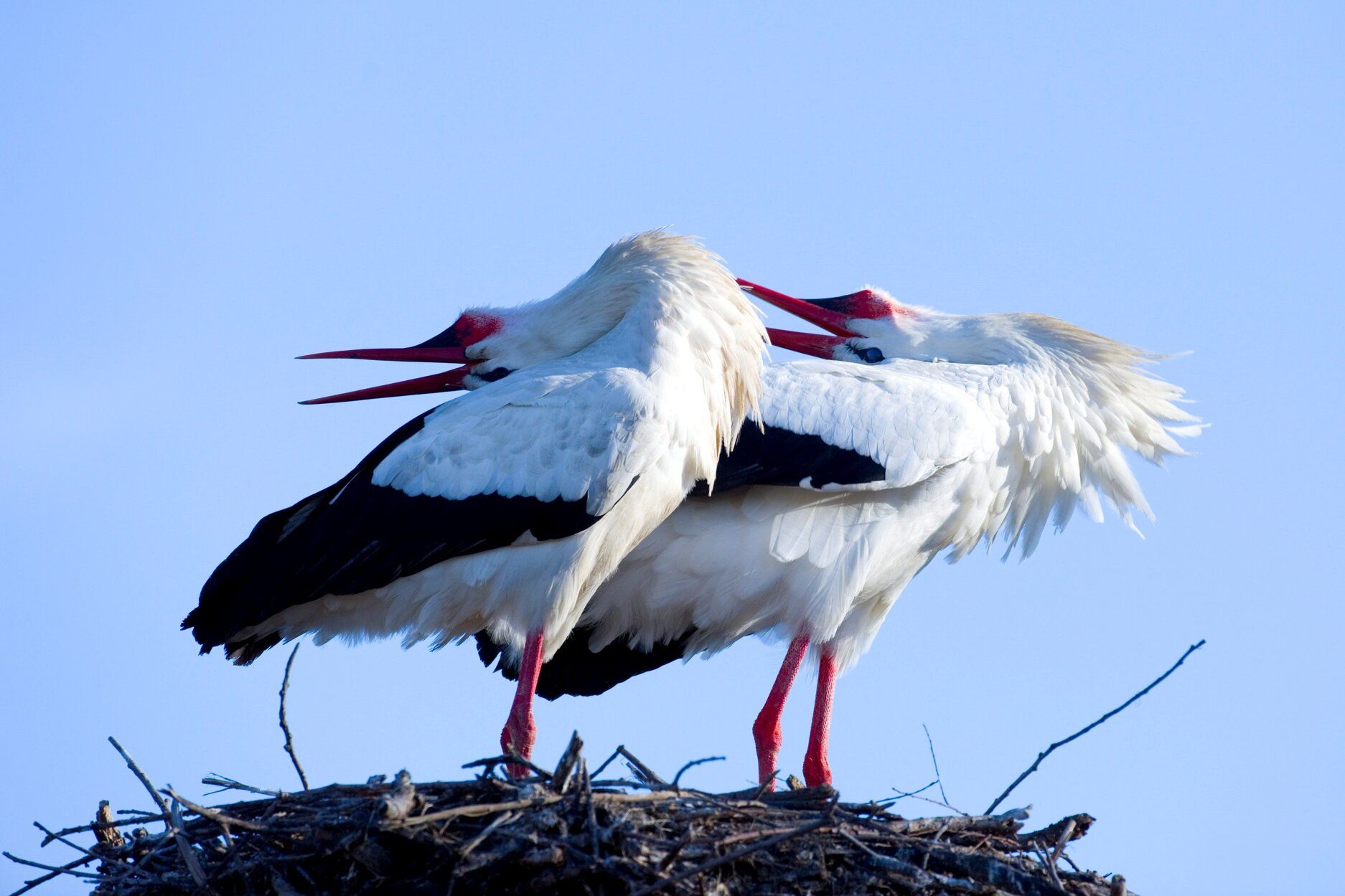 Salburua cuenta con diversas especies de animales.