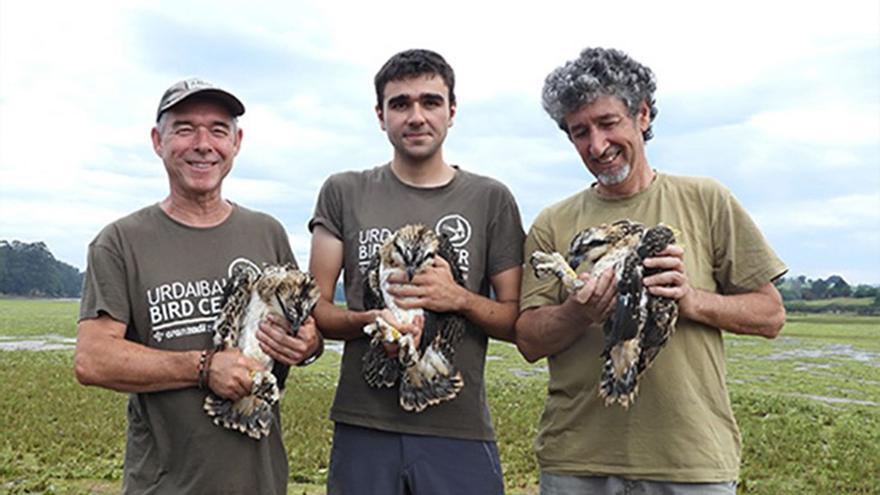 Jano forma parte de un proyecto de reintroducción de Urdaibai Bird Center