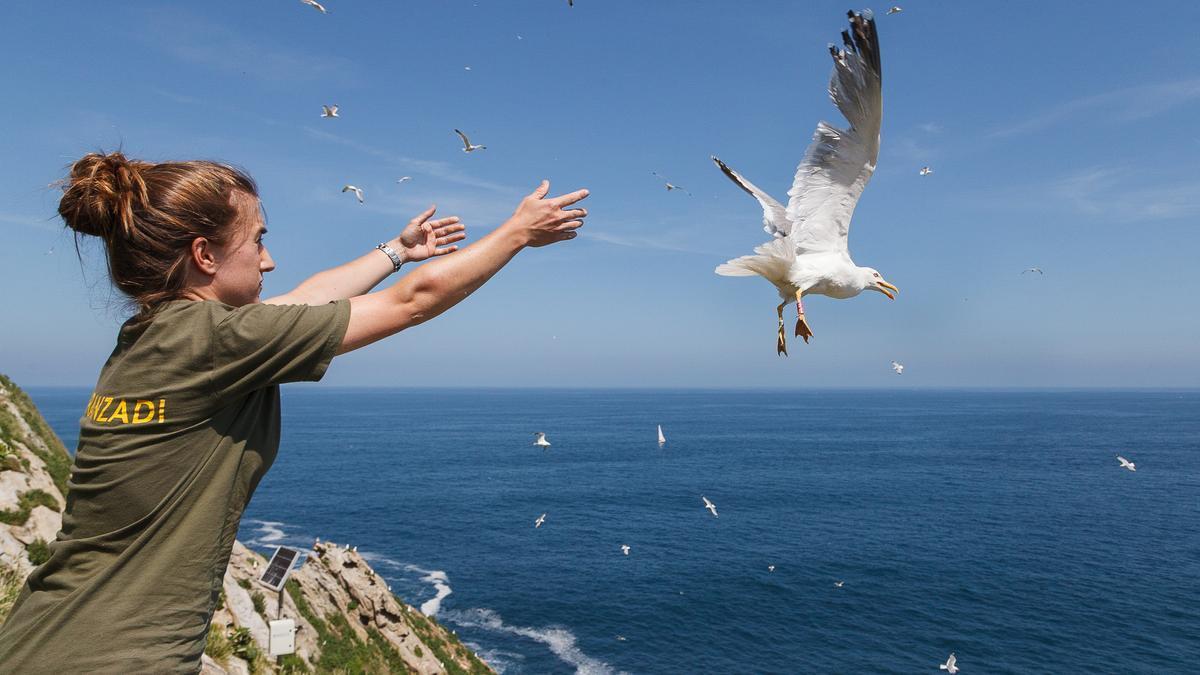 Una gaviota patiamarilla.