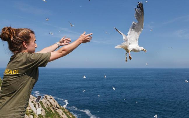 Una gaviota patiamarilla.