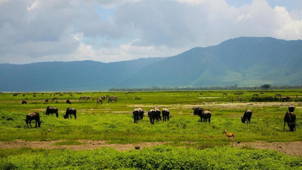 Grupos de animales en la zona del cráter Ngorongoro, Tanzania.