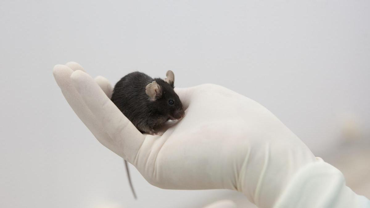 Un ratón de laboratorio.