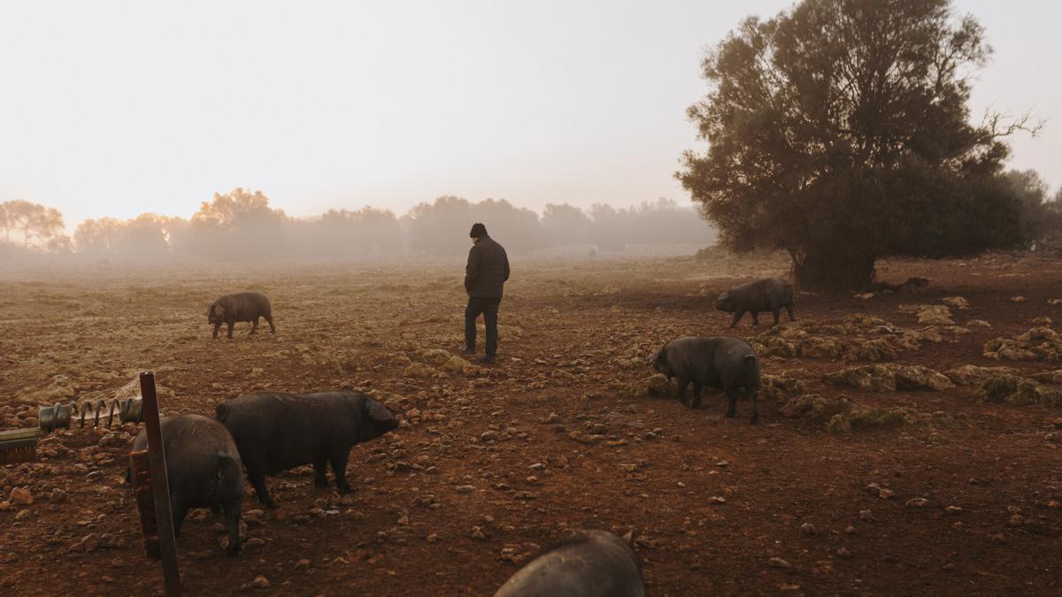 Xesc Reina pasea entre varios ejemplares de porc negre.