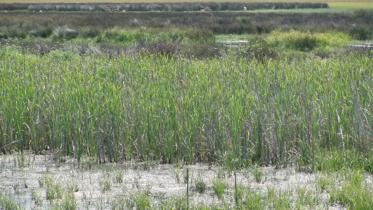 Las marismas de Doñana en una foto de archivo.