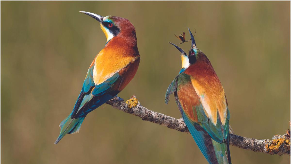 Una pareja de abejarucos reposando en una rama mientras uno de los ejemplares come, captada por el fotógrafo azpeitiarra