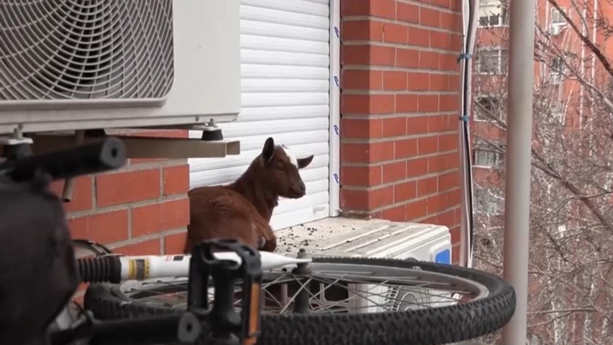 Rescatan a una cabra atrapada en la ventana de un quinto piso en Madrid