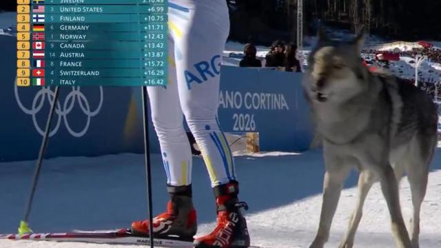 Un perro lobo irrumpe en una prueba de los Juegos Olímpicos de Invierno.