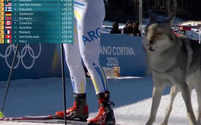 Un perro lobo irrumpe en una prueba de los Juegos Olímpicos de Invierno.
