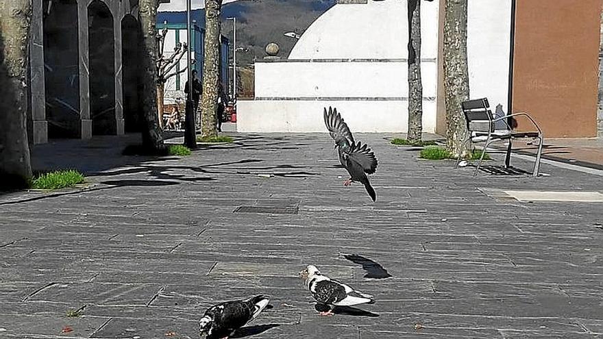 Varias palomas en el casco urbano de Amasa-Villabona. | FOTO: N.G.