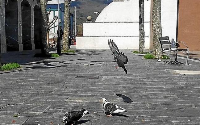 Varias palomas en el casco urbano de Amasa-Villabona. | FOTO: N.G. Varias palomas en el casco urbano de Amasa-Villabona. | FOTO: N.G.