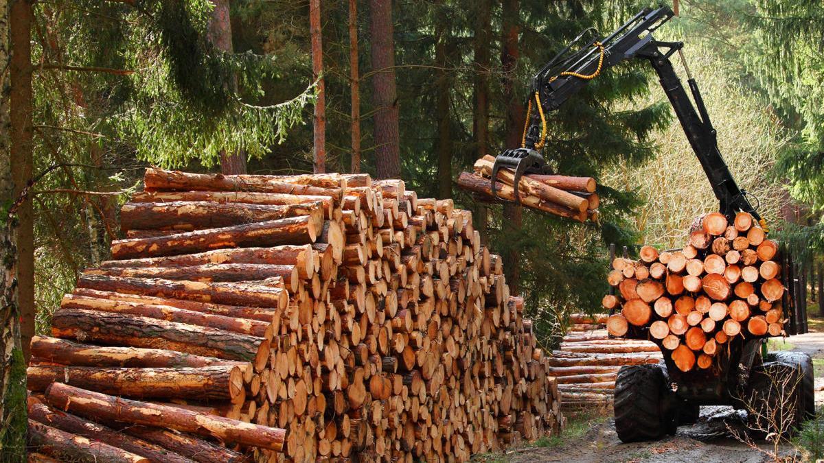 El sector forestal madera está presente en Euskadi