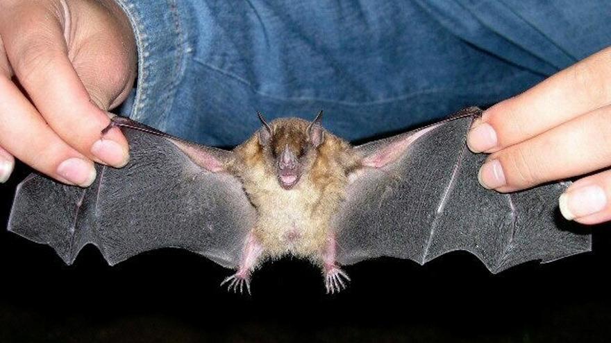 Cuando se apaga la luz, un grupo de trabajadores infatigables se encarga de que los mosquitos "no nos molesten demasiado".