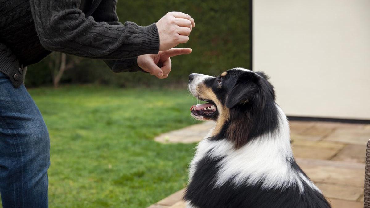 Dueño juega junto a su perro en el jardín.