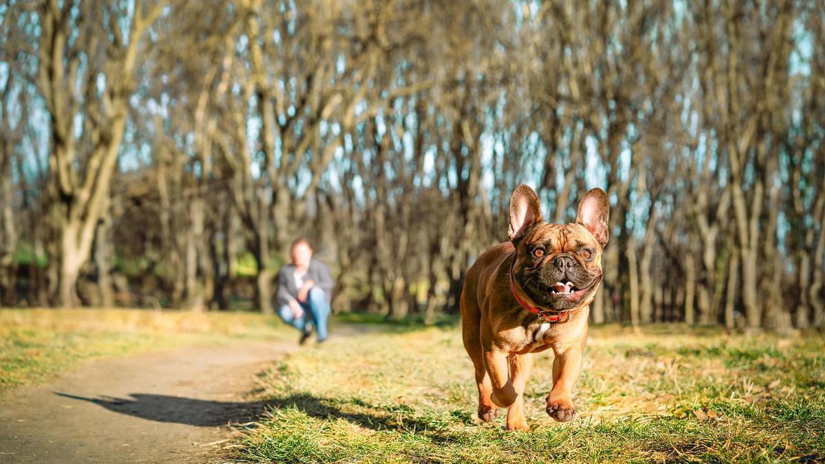 Un bulldog francés corre por el campo con gran enrtusiasmo