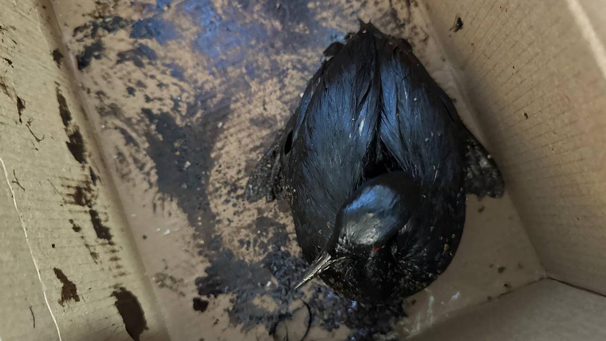 Más de 200 pájaros embadurnados de petróleo han sido rescatados en Anapa