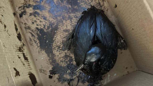 Más de 200 pájaros embadurnados de petróleo han sido rescatados en Anapa