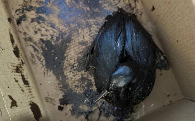 Más de 200 pájaros embadurnados de petróleo han sido rescatados en Anapa