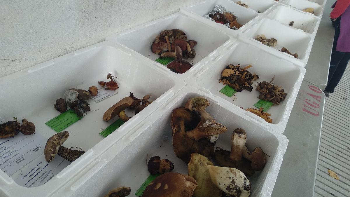 La exposición de setas será este domingo en Herriaren Enparantza